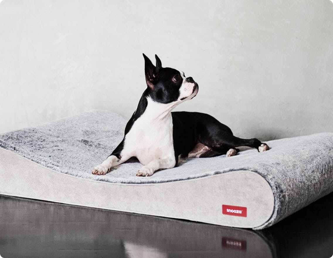 Boston terrier on a Snooza bed
