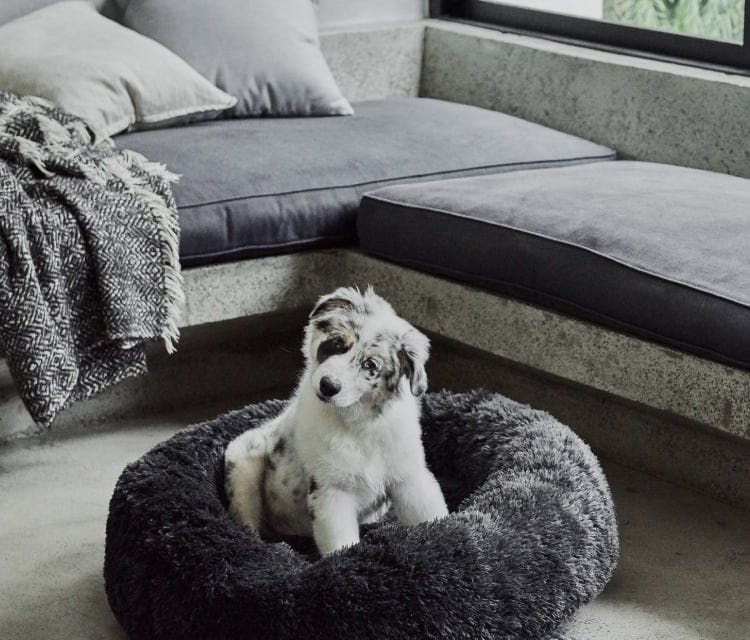 Small grey and white dog in a Snooza bed